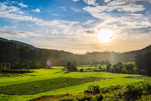 Stunning Sunset Over Rice Fields in Thailand – Free Stock Photo, Download Free