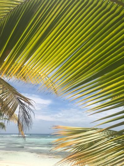 Broad Palm Leaves Reaching Towards the Sky – Free Download