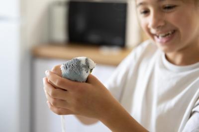 A Beautiful Little Girl Playing with White and Blue Budgie â Free Stock Photo Download