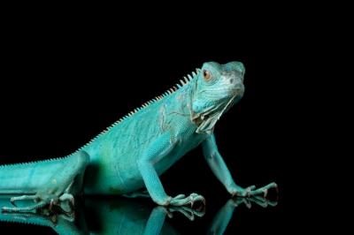 Closeup of Blue Iguana on Branch Against Black Background – Free Download