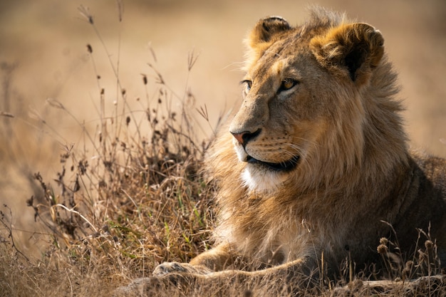 Lion Resting on the Ground Under Sunlight – Free Stock Photo, Download for Free