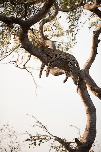 Leopard Sleeping on a Tree – Free Stock Photo for Download