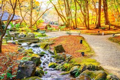 Autumn Forest with River – Free to Download Stunning Stock Photos