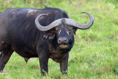 Wild African Buffalo – Free Stock Photo for Download