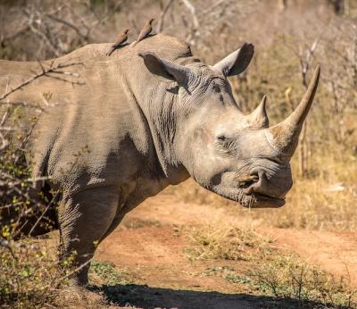 Closeup Shot of a Rhino on a Dry Field – Free Stock Photo for Download