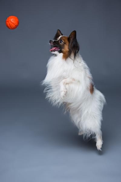 Yawning Papillon Puppy Studio Portrait – Free Download