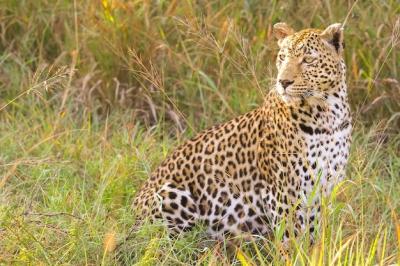 Indian Leopard Closeup in Sunlit Field – Free Stock Photo, Download Free