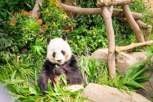 Panda Enjoying Bamboo Leaf for Lunch – Free Stock Photo for Download