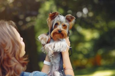 Cute Girl in Blue Jacket Playing with Little Dog – Free Stock Photo for Download