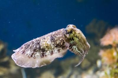 Close-Up of Fish Swimming in the Sea – Free Stock Photo for Download