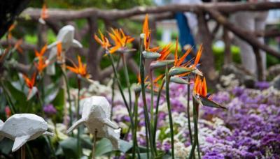 Close-up of Purple Crocus Flowers – Free Download