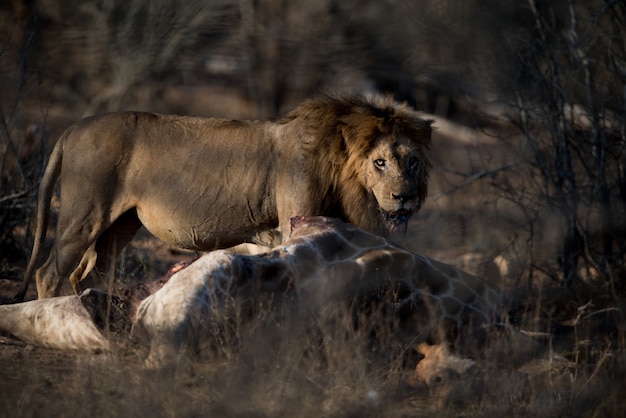 Hungry Male Lion with a Dead Giraffe – Free Stock Photo, Download for Free