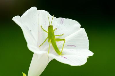 Closeup Shot of a Green Grasshopper on a White Flower – Free Download