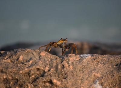 Soft Shelled Crab Walking on a Rock – Download Free Stock Photo