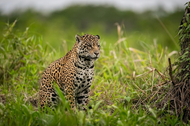 Beautiful and Endangered American Jaguar in Its Natural Habitat – Free Stock Photo for Download