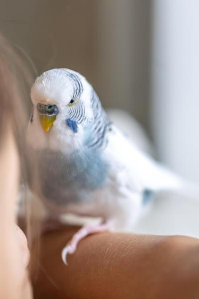 Blue and White Budgerigar: Domestic Pet Birds – Download Free Stock Photo