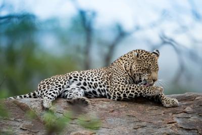 Stunning African Leopard Resting on Rock – Free Download