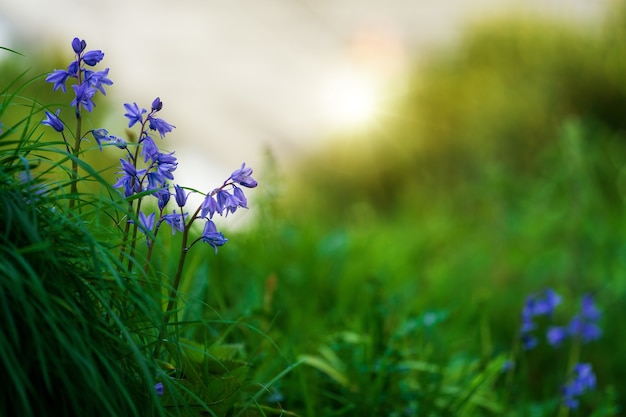 Purple Flowered Plants in Grass Field – Free Download