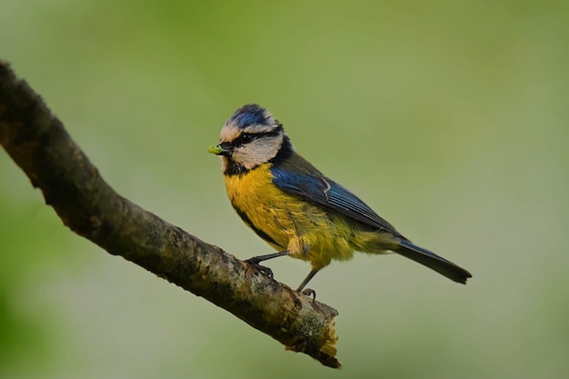 Chickadee Closeup on a Tree Branch – Free Stock Photo for Download