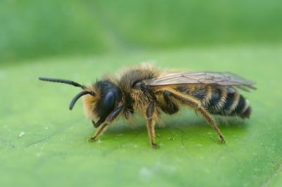 Closeup of a Male Yellow-Legged Mining Bee (Andrena Flavipes) on a Green Leaf – Free Stock Photo, Download Free Stock Photo