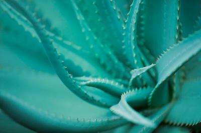 Aloe Vera Closeup on Green Surface – Tropical Botanical Photography for Free Download