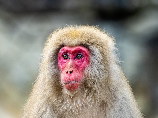 Portrait Shot of an Adult Japanese Macaque – Free Stock Photo for Download