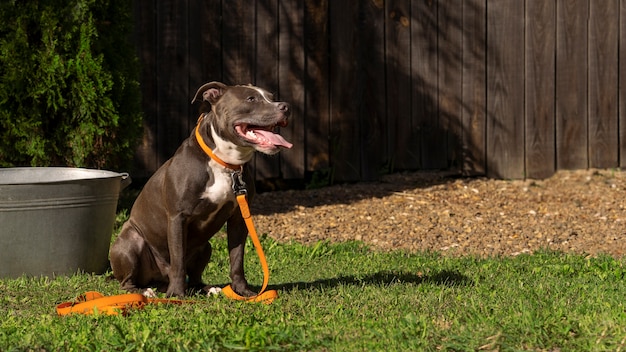 Cute Dog Sitting Outdoors – Free Stock Photo, Download for Free