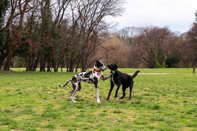 Cute Dogs Enjoying Time Together in Nature at the Park – Free Stock Photo, Download for Free