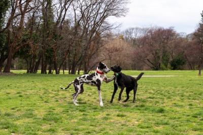 Cute Dogs Enjoying Time Together in Nature at the Park – Free Stock Photo, Download for Free