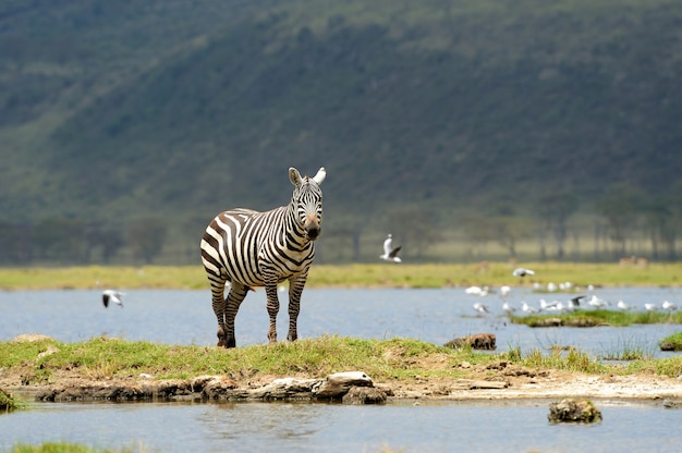 Zebra in National Park – Free Stock Photo for Download