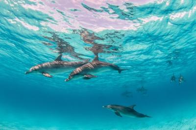 Cute Dolphins Relaxing Underwater in Bimini, Bahamas – Free Download