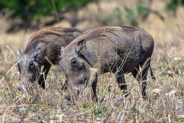 Beautiful African Common Warthogs on a Grassy Plain – Free Download