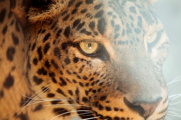 Leopard: Stunning Free Stock Photos for Download