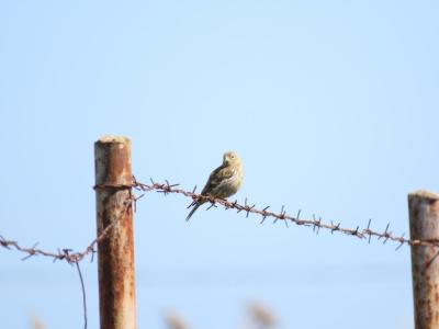 Bird on a Wire Against a Blue Sky – Free Stock Photo Download