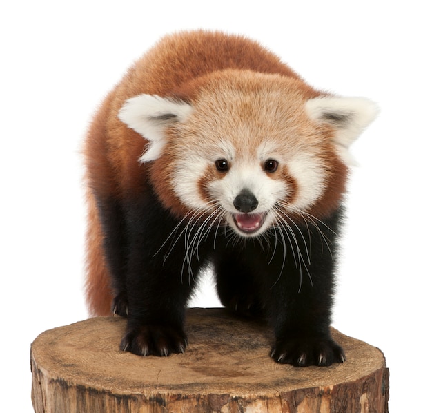 Young Red Panda (Ailurus fulgens) on White Isolated Background – Free Stock Photo for Download