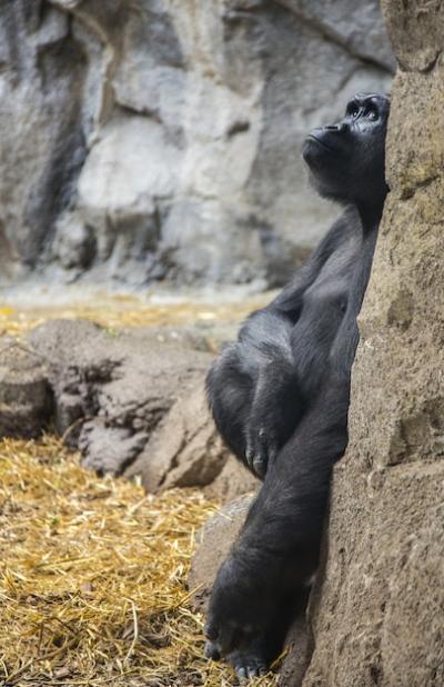 Gorilla Sitting on a Rock Gazing at the Sky – Free Stock Photo, Download for Free