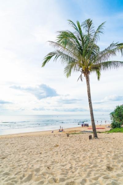 Coconut Tree on a Tropical Beach – Free Download