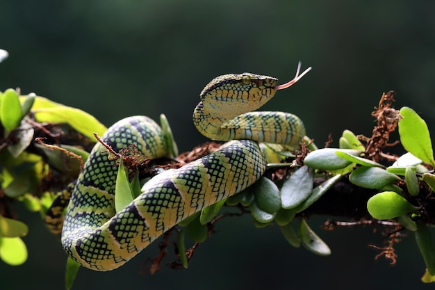 Tropidolaemus Wagleri Snake Close-Up on Branch – Free Download