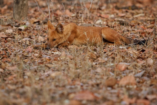 Indian Wild Dog Posing in Its Natural Habitat – Free Stock Photo for Download