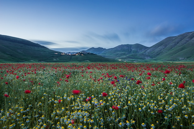 Beautiful Horizontal Field of Colorful Flowers and Red Tulips by Majestic Mountains – Free Download