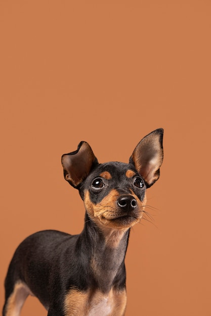 Cute Dog Portrait in a Studio – Free to Download