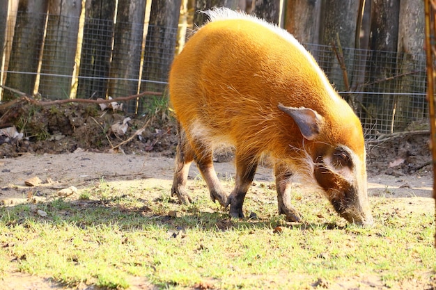 Red River Hog Walking on Grass – Free Stock Photo for Download