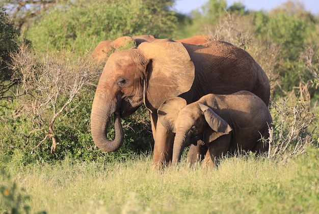 Group of Elephants in Tsavo East National Park, Kenya – Free Download