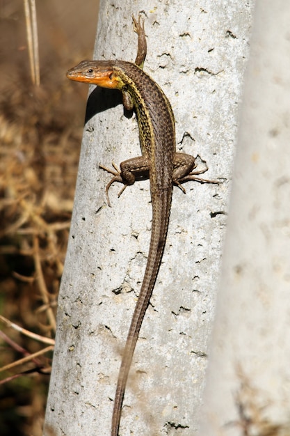 Closeup of an Alligator Lizard on Wood – Free Stock Photo Download