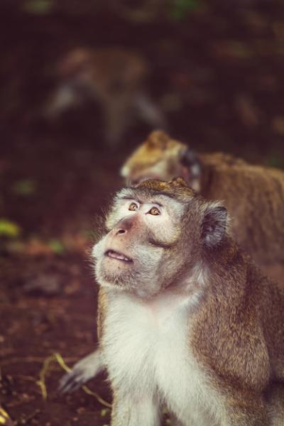 Monkey – Free Stock Photo for Download