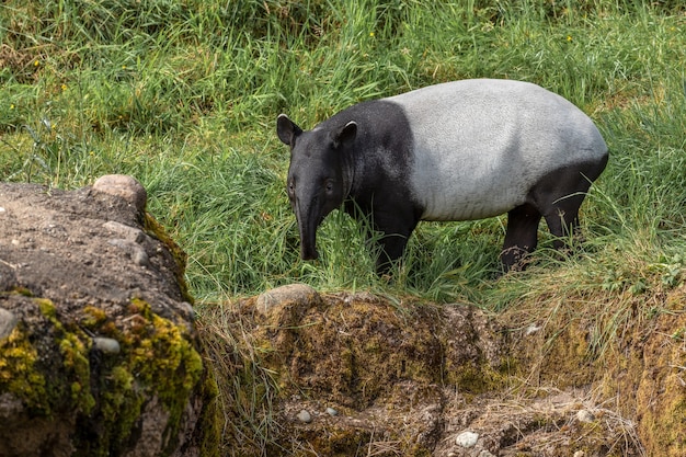 Tapir Looking Forward – Free Stock Photo for Download