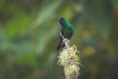 Indigo-Capped Hummingbird Perched on a Tree Branch in the Rain – Free Download