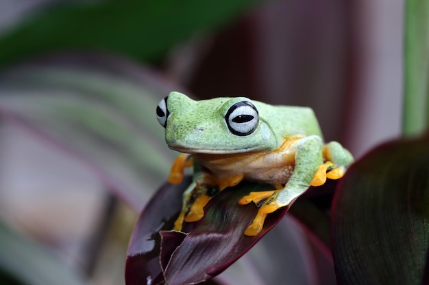 Closeup of a Flying Frog Face on a Javan Tree Branch – Free Download