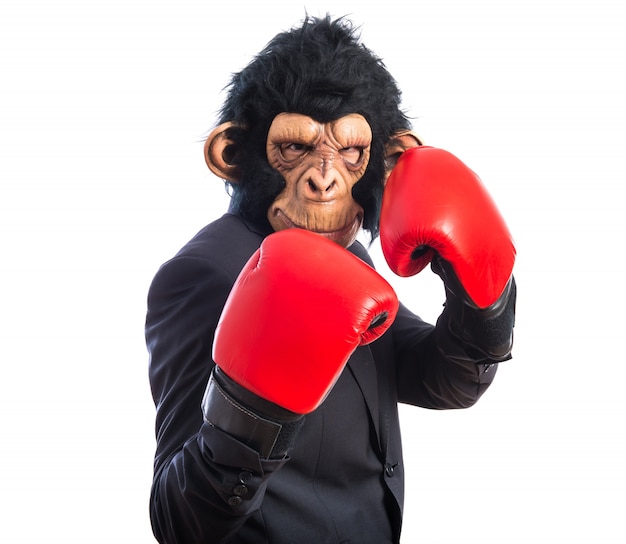 Monkey Man Dressed in Boxing Gloves – Free Stock Photo for Download