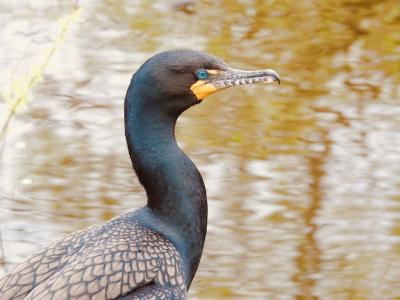 Double-Crested Cormorant Near Water: Free Download